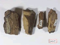 藏品(象門齒)的圖片